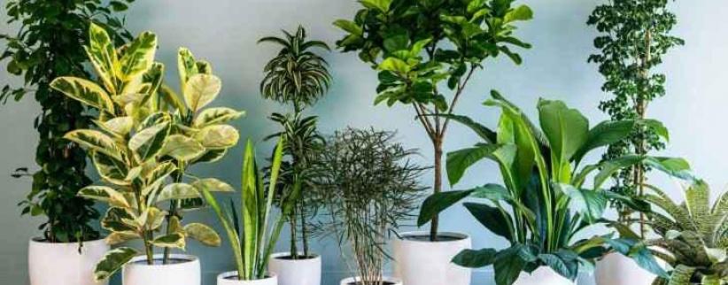 فيديو- نباتات المنزل مهمة لصحتك