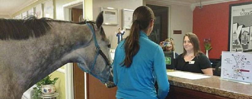 سيدة تحجز غرفة فندقية برفقة حصانها!