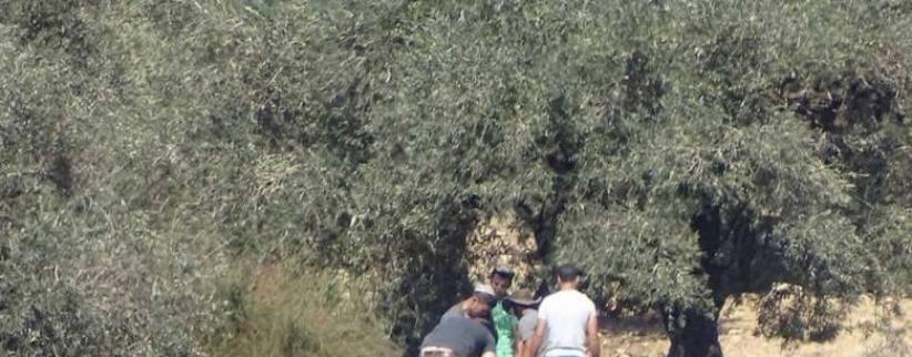 مستوطنون يسرقون ثمار الزيتون في قرى نابلس