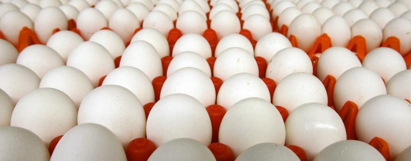 تحذير: لا لتخزين البيض بباب الثلاجة