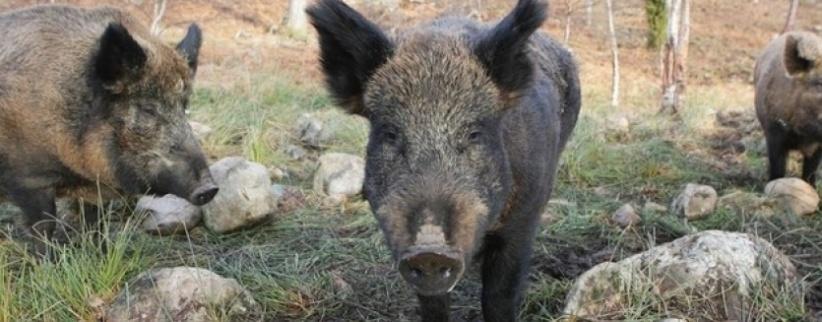 إصابة مواطن هاجمته الخنازير البرية في جنين