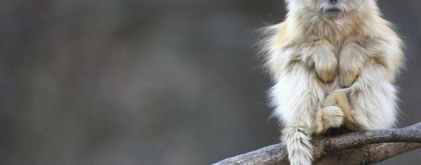 فنجان قهوة يدخل قرداً في غيبوبة