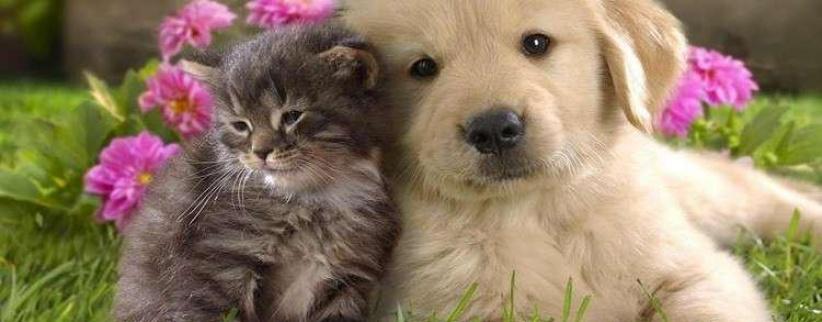 دراسة- الحيوانات الأليفة تقي الأطفال من بعض الأمراض