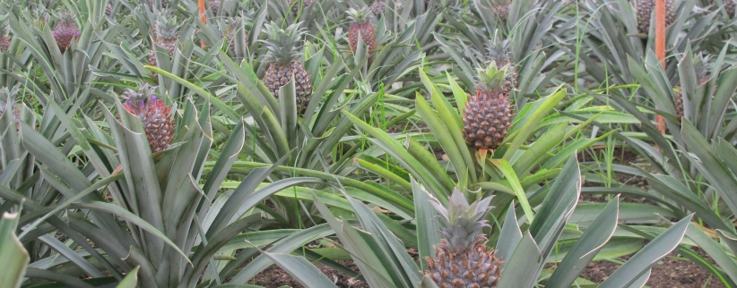 لأول مرة- نجاح تجربة زراعة الاناناس في قطاع غزة