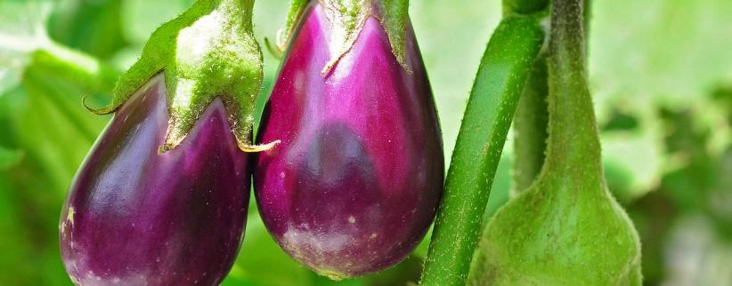 الباذنجان.. طعم شهي و8 فوائد مذهلة ستجعلك تتناوله يوميا