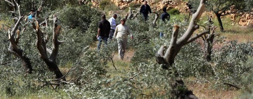 مستعمرون يقطعون نحو 300 شجرة زيتون في سهل ترمسعيا شمال رام الله