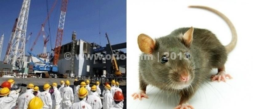 فأر يتسبب في انقطاع الكهرباء عن محطة نووية يابانية