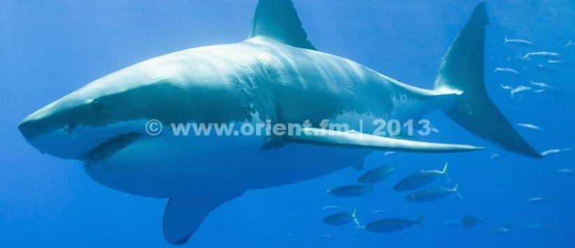 بالفيديو - لحظات مرعبة لزوجين أمام قرش جائع حاول التهامهما