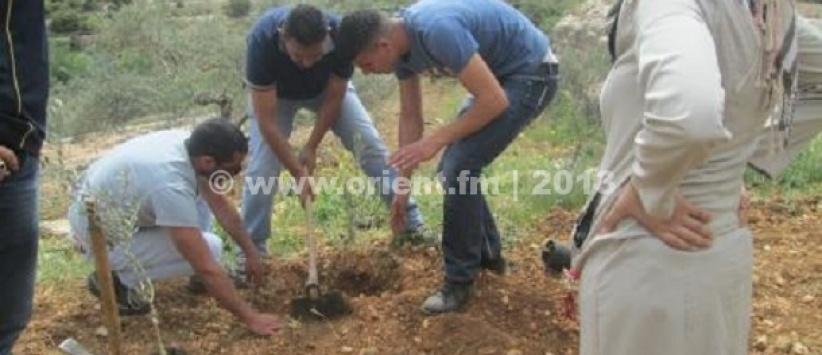 بيت جالا: زراعة اشجار في أرض مهددة بالمصادرة