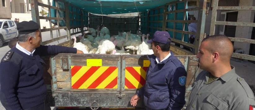 الشرطة تضبط 100 طير غير صالحة للإستهلاك في بيت لحم