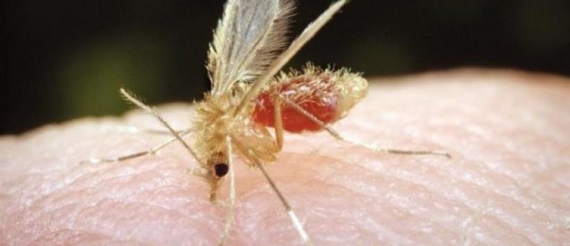 ذبابة الرمل 