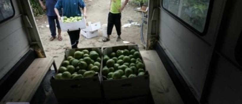 الأردن يفتح أسواقه لاستيعاب فائض انتاج الجوافة الفلسطينية