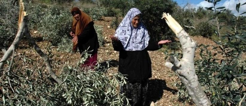 مستوطنون يقتلعون 800 شجرة زيتون شرق الخليل