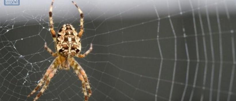 شبكة عنكبوت يمكنها التقاط طائرة أثناء سقوطها