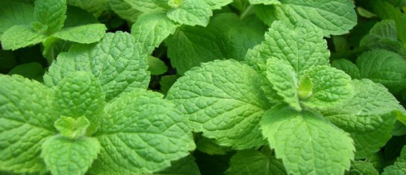 شمة من زيت النعناع يوميًا تريح أعصابك