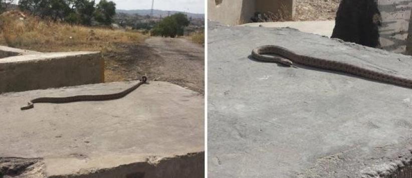 بالأفاعي والمرايا الحارقة يقاوم الفلسطينيون