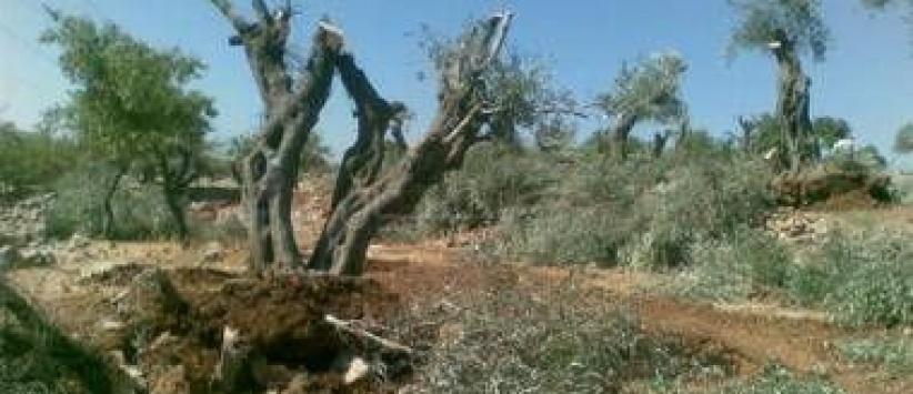 المستوطنون يجرفون أراض في قريوت جنوب نابلس