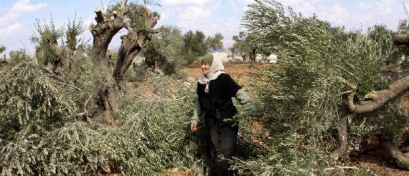 مستوطنون يقطعون 70 شجرة زيتون شمال سلفيت