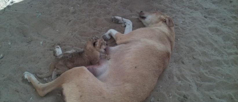 في غزة: كلبة ترضع أسود صغار...حين هجرتهم أمهم دون سبب !!