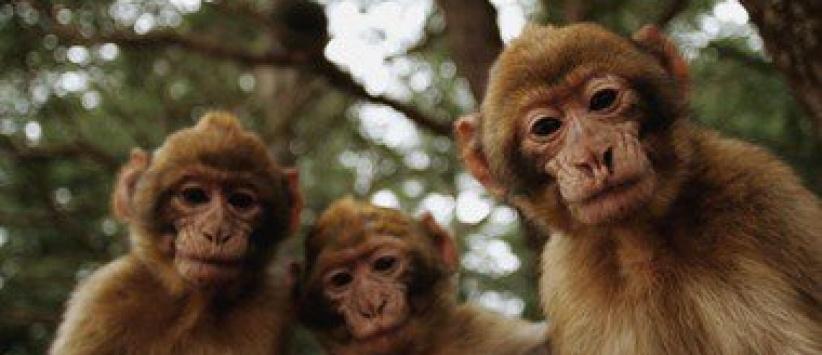 بريطانية تحرر محضرا ضد قردة تحرشوا بها