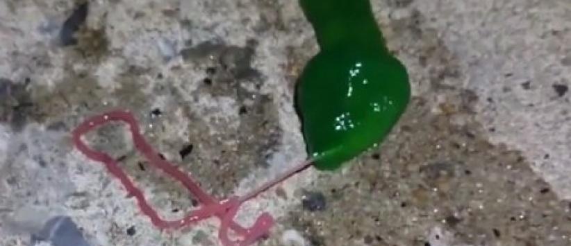 فيديو.. كائن غريب أخضر اللون يرعب سكان تايوان