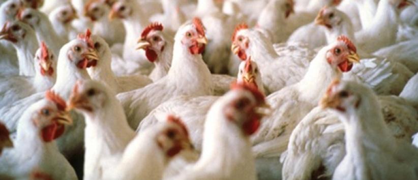 القبض على لصوص سرقوا 800 دجاجة بطولكرم