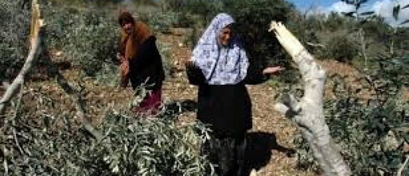 مستوطنون يقتلعون 80 شجرة زيتون في سلفيت