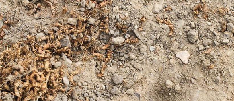 الدنمارك...علماء الآثار يعثرون على 2000 لولب غامض من الذهب