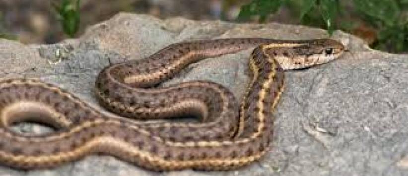 أفعى في الكنيست الإسرائيلي