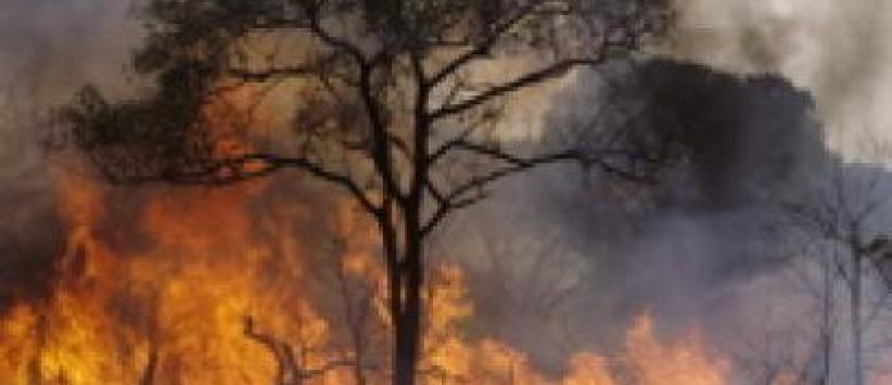 حريق يلتهم أشجارا حرجية في بيت ساحور