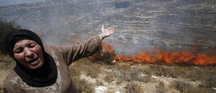 مستوطنون يحرقون أشجار زيتون غرب بيت لحم