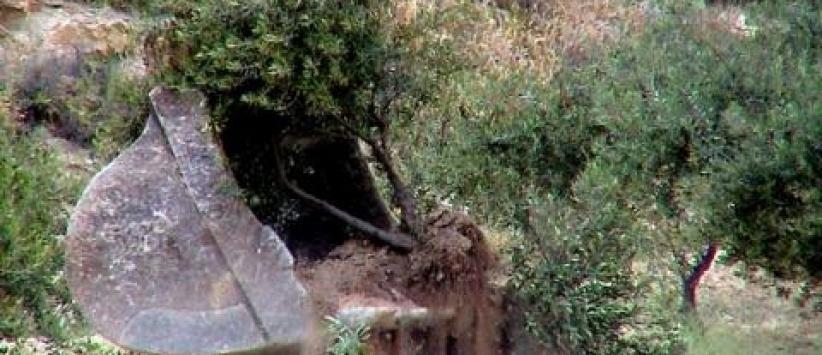 الاحتلال يجرف 20 دونما غرب الخليل و'يعدم' عشرات اشجار الزيتون المعمرة