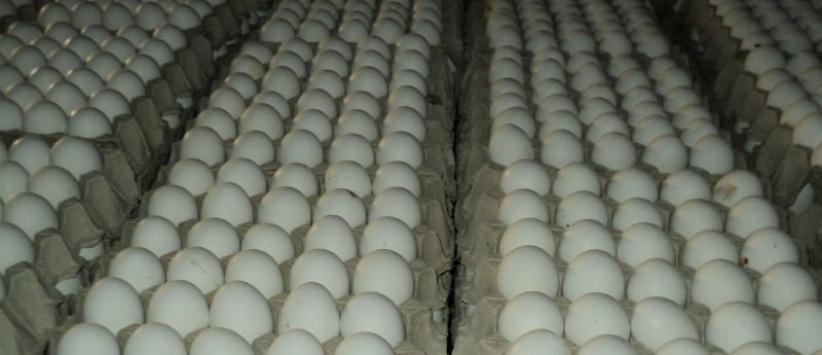 اعتقال شبكة اسرائيلية فلسطينية لتهريب البيض الى اسرائيل