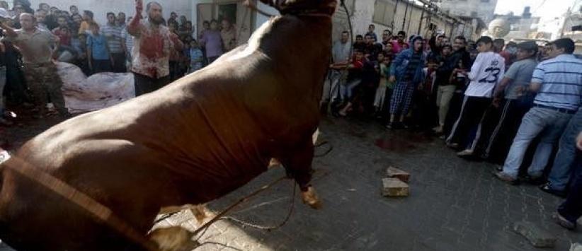 الأضاحي في غزة 2015.. للأغنياء فقط