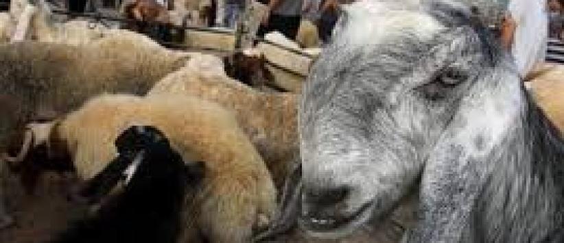 المفتي العام يؤكد جواز التضحية بالأنعام المسمنة