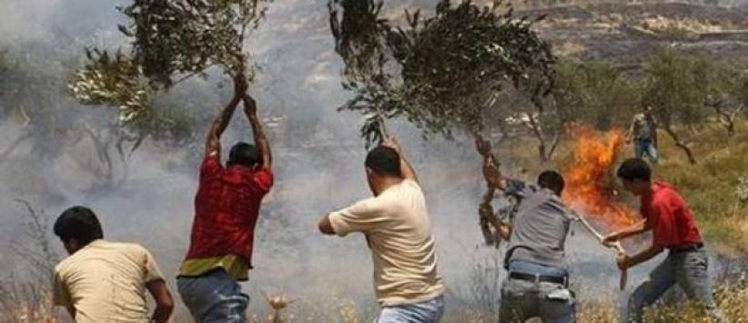 اصابات واحراق اشجار زيتون في سلفيت ورام الله