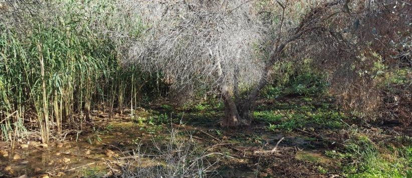 إعدام عشرات أشجار الزيتون بمياه المستوطنات العادمة شرق نابلس