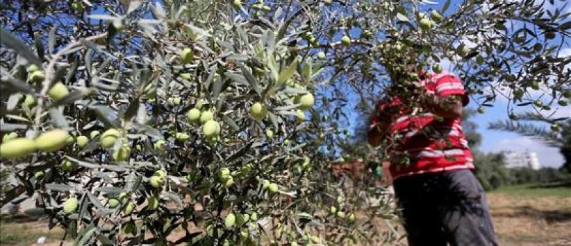 مستوطنون يواصلون سرقة ثمار الزيتون