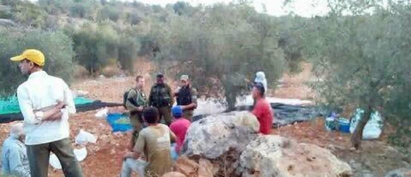 قوات الاحتلال تمنع قطف ثمار الزيتون شرق قلقيلية