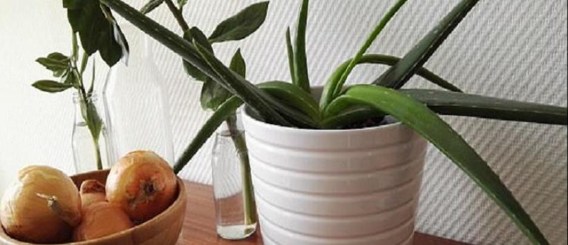 نباتات ضرورية في غرفة النوم لمحاربة نزلات البرد!