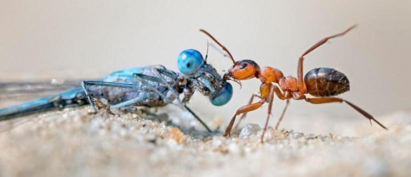 تراجع أعداد الحشرات يهدد الحياة على الأرض