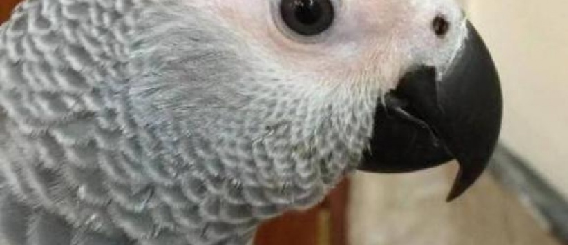 ببغاء ينطق 3 سور قرآنية و350 كلمة مختلفة