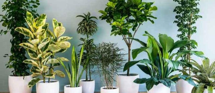 فيديو- نباتات المنزل مهمة لصحتك