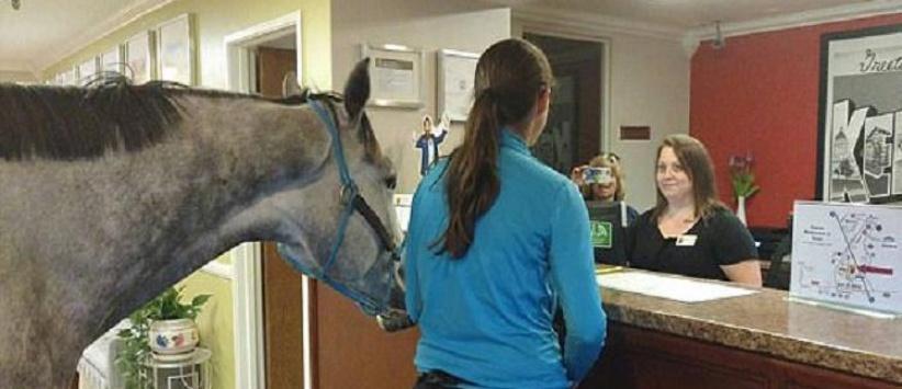 سيدة تحجز غرفة فندقية برفقة حصانها!