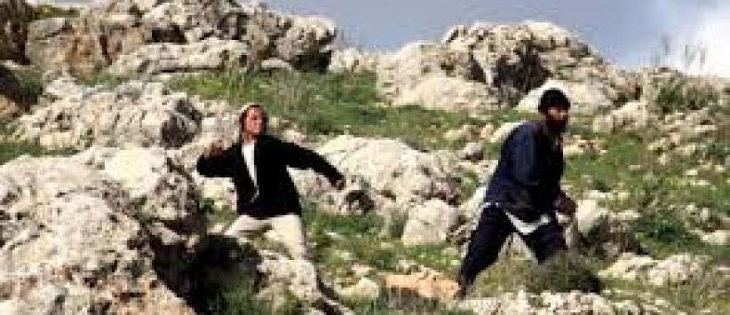 مستوطنون يسرقون ثمار مئات اشجار الزيتون شرق نابلس