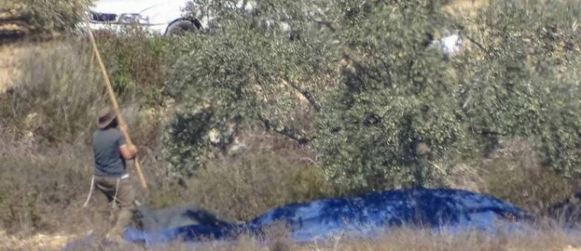مستوطنون يسرقون ثمار زيتون من أراضي فرعتا وجيت شرق قلقيلية