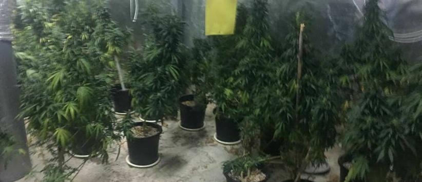 المخابرات العامة والشرطة تضبطان مشتلا للمخدرات داخل متنزه غرب رام الله