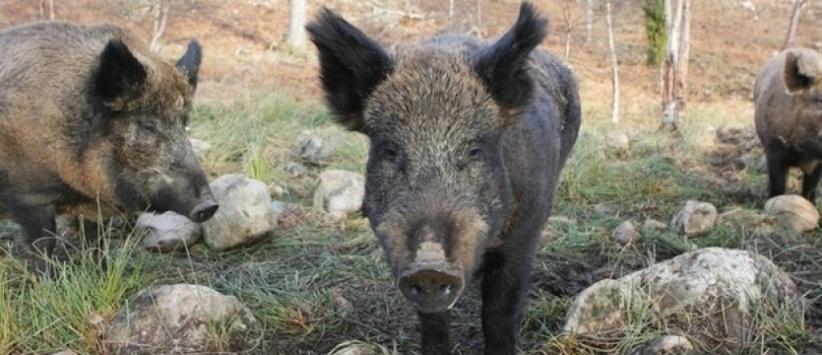 إصابة مواطن هاجمته الخنازير البرية في جنين