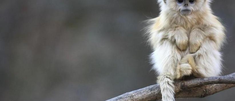 فنجان قهوة يدخل قرداً في غيبوبة