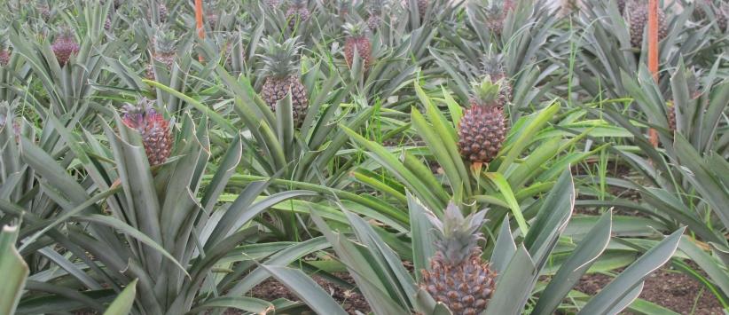 لأول مرة- نجاح تجربة زراعة الاناناس في قطاع غزة